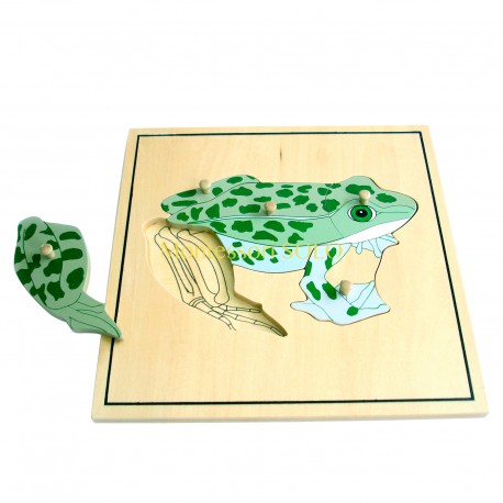 Puzzle - Szkielet żaby