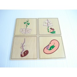 Puzzle botaniczne - proces wzrostu roślin