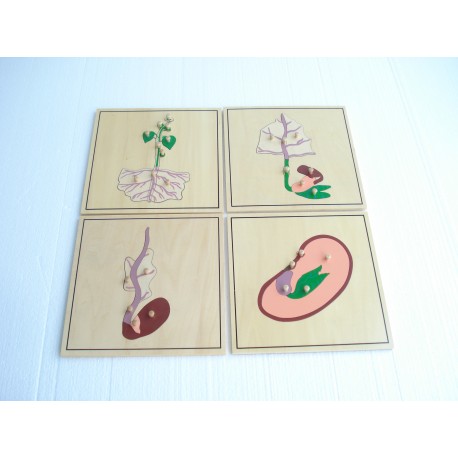 Puzzle botaniczne - proces wzrostu roślin